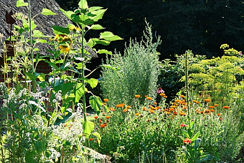 HERB_GARDEN_WITH_ANETHUM_GRAVEOLENS_ARTEMISIA_VULGARIS_AND_CALENDULA_OFFICINALIS