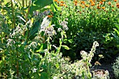 BORAGO OFFICINALIS IN A HERB GARDEN