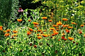 MIXED BED WITH CALENDULA, ANETHUM GRAVEOLENS AND ECHINACEA