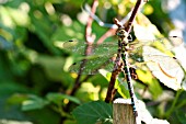 ONYCHOGOMPHUS FORCIPATUS (GREEN-EYED HOOK-TAILED DRAGONFLY)