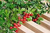 CRATAEGUS LAEVIGATA (HAWTHORN) BERRIES ON A BENCH