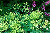 BORDER WITH ALCHEMILLA MOLLIS AND DIGITALIS PURPUREA