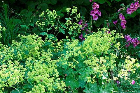 BORDER_WITH_ALCHEMILLA_MOLLIS_AND_DIGITALIS_PURPUREA