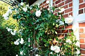 WHITE CLIMBING ROSE