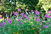 GERANIUM MAGNIFICUM