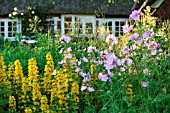 MIXED BORDER WITH LYSIMACHIA AND MALVA