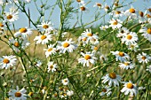 ANTHEMIS ARVENSIS