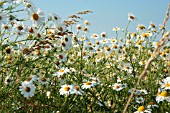 ANTHEMIS ARVENSIS