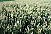 WHEAT FIELD