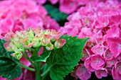 PINK HYDRANGEA