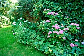 SHADY GARDEN WITH HYDRANGEA AND VITIS VINIFERA