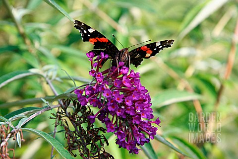 RED_ADMIRAL_BUTTERFLY_ON_A_BUDDLEJA
