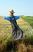 SCARECROW IN A FIELD