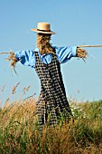 SCARECROW IN A FIELD