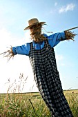 SCARECROW IN A FIELD