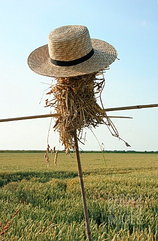 SCARECROW__HEAD_MADE_OF_STRAW_WITH_HAT
