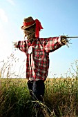 SCARECROW IN A FIELD