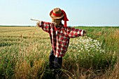 SCARECROW IN A FIELD