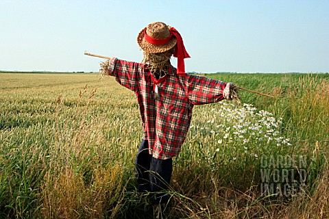 SCARECROW_IN_A_FIELD