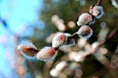 SALIX, CATKIN