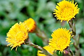 TUSSILAGO FARFARA