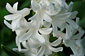 HYACINTHUS ORIENTALIS