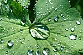 ALCHEMILLA, LADYS MANTLE, WITH DEW