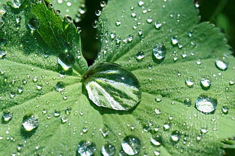 ALCHEMILLA_LADYS_MANTLE_WITH_DEW