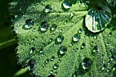 ALCHEMILLA, LADYS MANTLE, WITH DEW