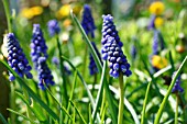 MUSCARI BOTRYOIDES (GRAPE HYACINTH)