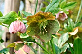 HELLEBORUS NIGER