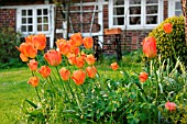 TULIP BED NEAR A HOUSE