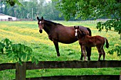 HORSE AND FOAL IN MEADOW