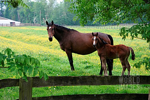 HORSE_AND_FOAL_IN_MEADOW