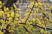 CORNUS MAS