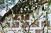 APPLE TREE IN BLOOM NEAR A HOUSE