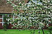 APPLE TREE IN BLOOM NEAR A HOUSE