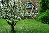 APPLE TREE IN BLOOM NEAR A HOUSE