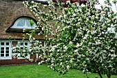 APPLE TREE IN BLOOM NEAR A HOUSE