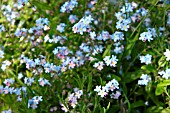 MYOSOTIS, FORGET-ME-NOTS