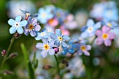 MYOSOTIS, FORGET-ME-NOTS