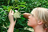 CUTTING ELDERFLOWER BLOSSOMS