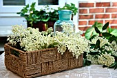 ELDERFLOWER IN A BASKET