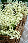 ELDERFLOWER IN A BASKET