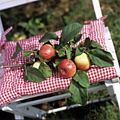 APPLES WITH LEAVES