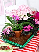 OVER THE WEEKEND: HOUSEPLANTS IN SMALL TRAY WITH WET EXPANDED CLAY GRANULES