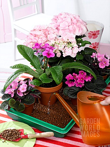 OVER_THE_WEEKEND_HOUSEPLANTS_IN_SMALL_TRAY_WITH_WET_EXPANDED_CLAY_GRANULES