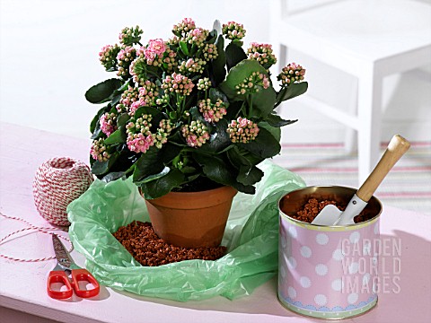 HOLIDAY_WATERING_MOISTENED_CLAY_GRANULES_IN_A_PLASTIC_BAG_TIED_WITH_STRING