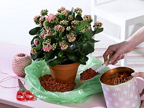 HOLIDAY_WATERING_MOISTENED_CLAY_GRANULES_IN_A_PLASTIC_BAG_TIED_WITH_STRING