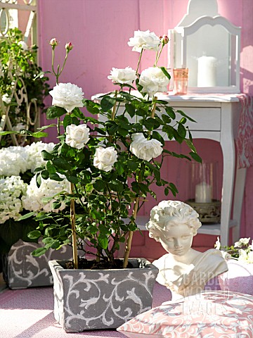 WHITE_POTTED_ROSE